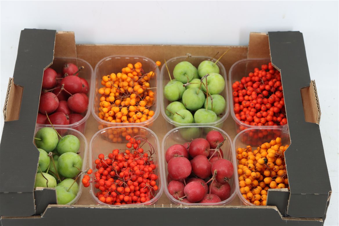 Ornamental Fruits Per Tray