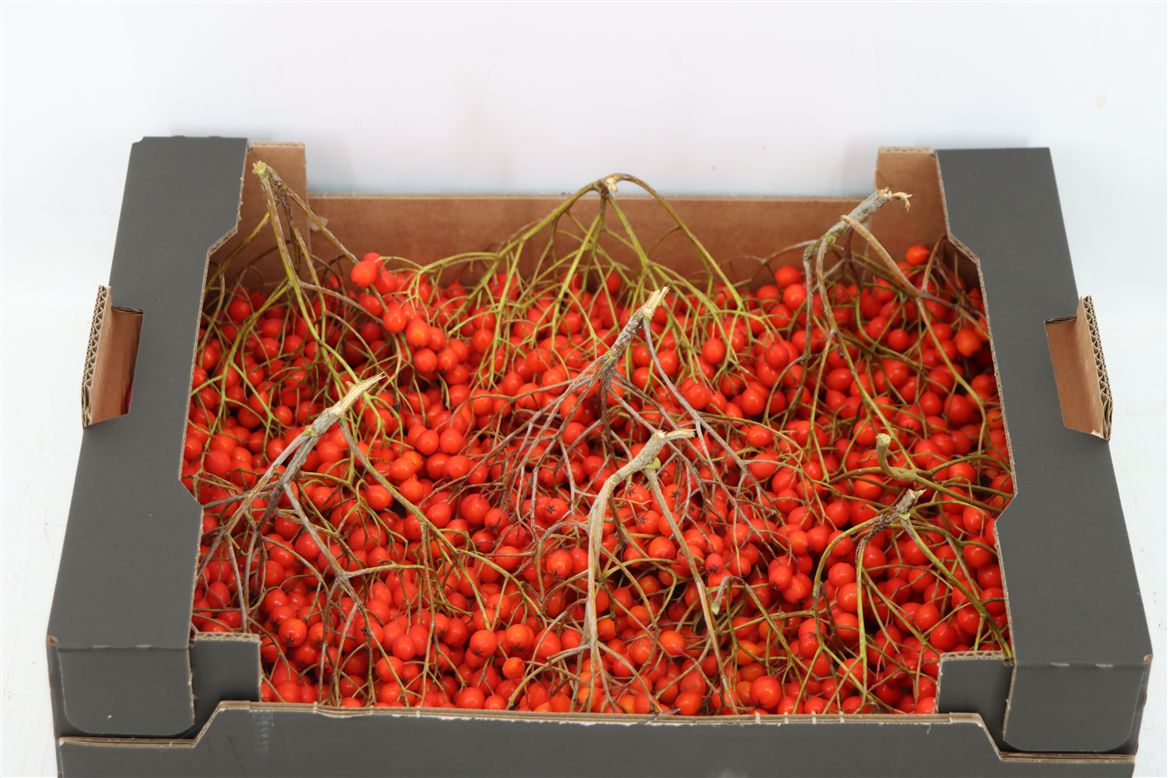 Ornamental Fruits Per Tray