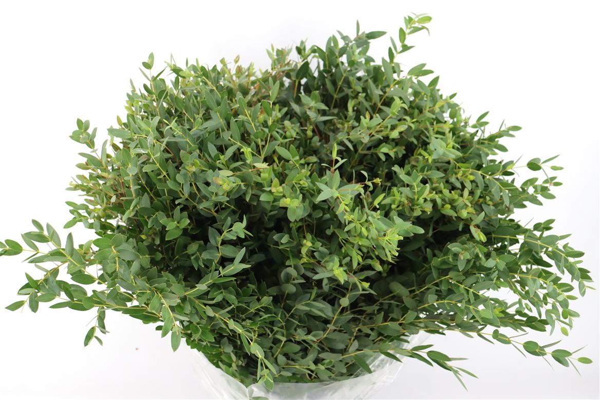 Eucalyptus Parvifolia 70cm 350gram