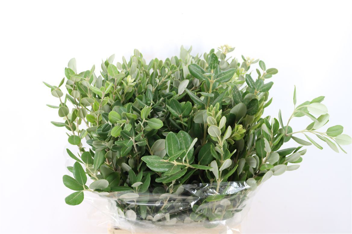 Pittosporum Per Bunch 50cm 200gram