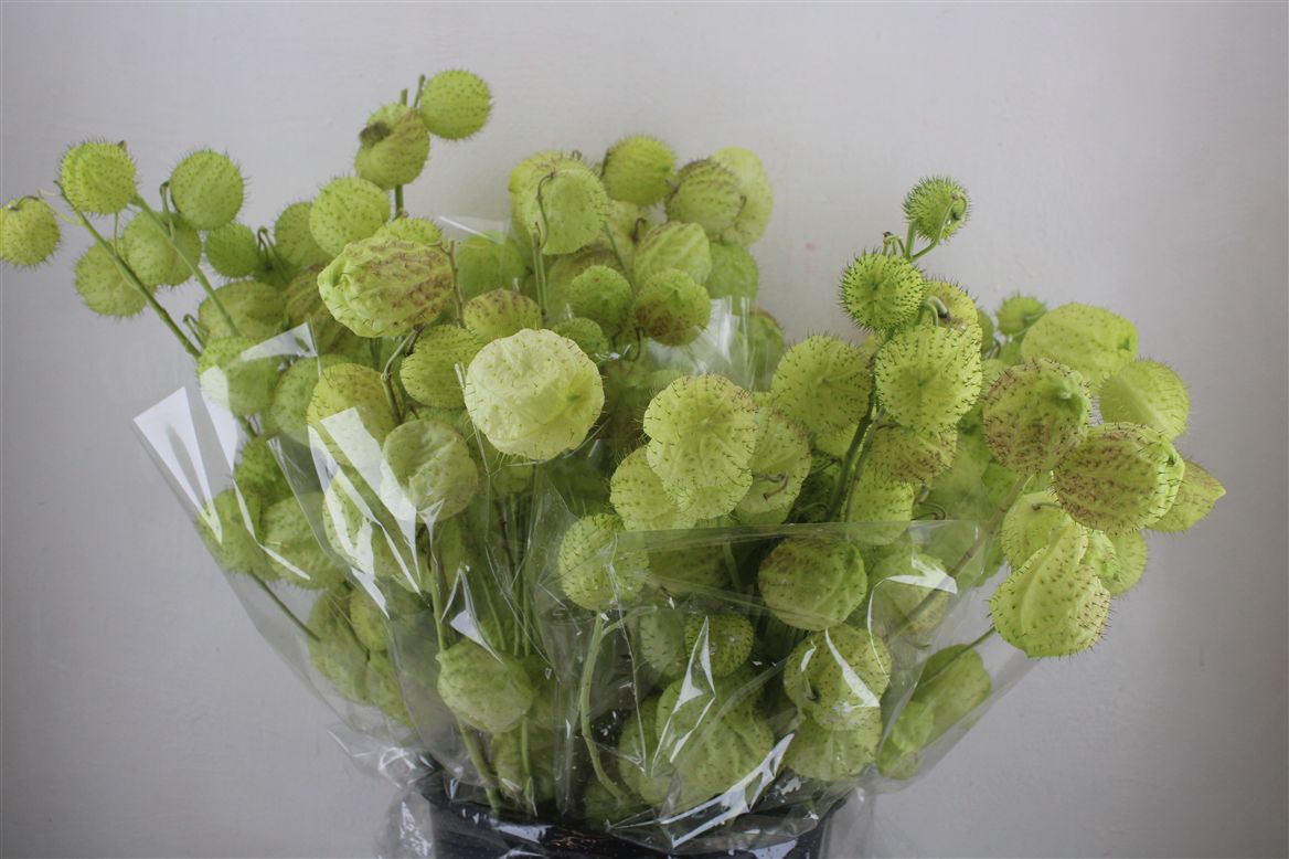 Gomphocarpus Fruticosus Moby Dick Per Stem 70cm
