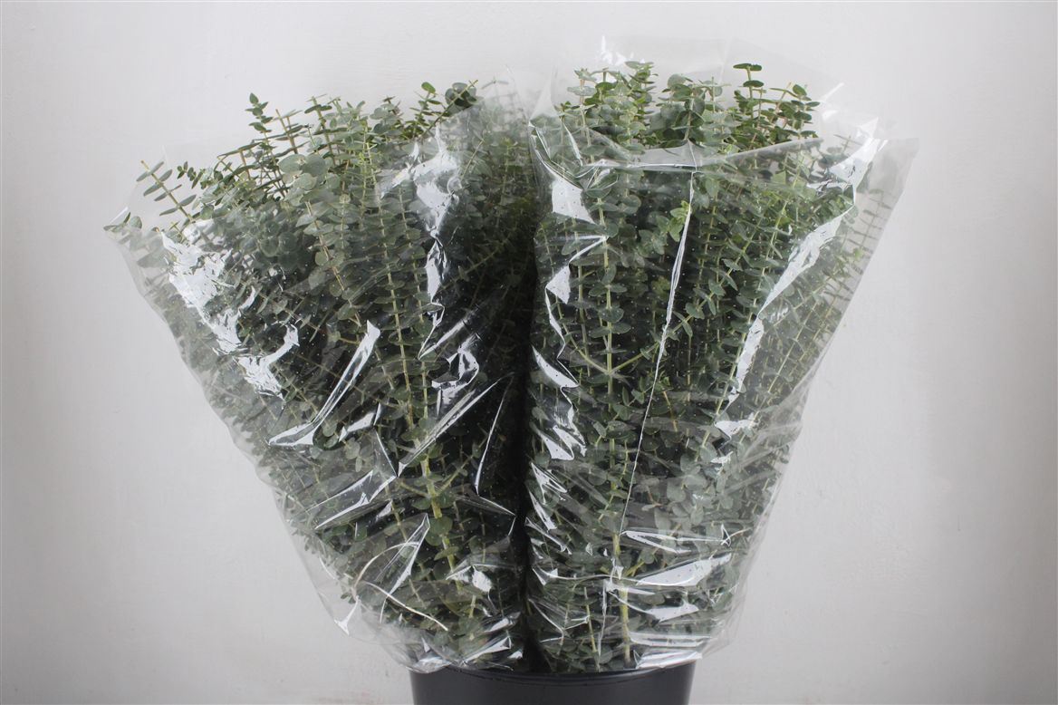 Eucalyptus Baby Blue 80cm 200gram