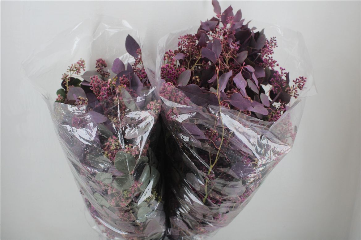 Eucalyptus Bnch Globu Ptd 70cm 300gram