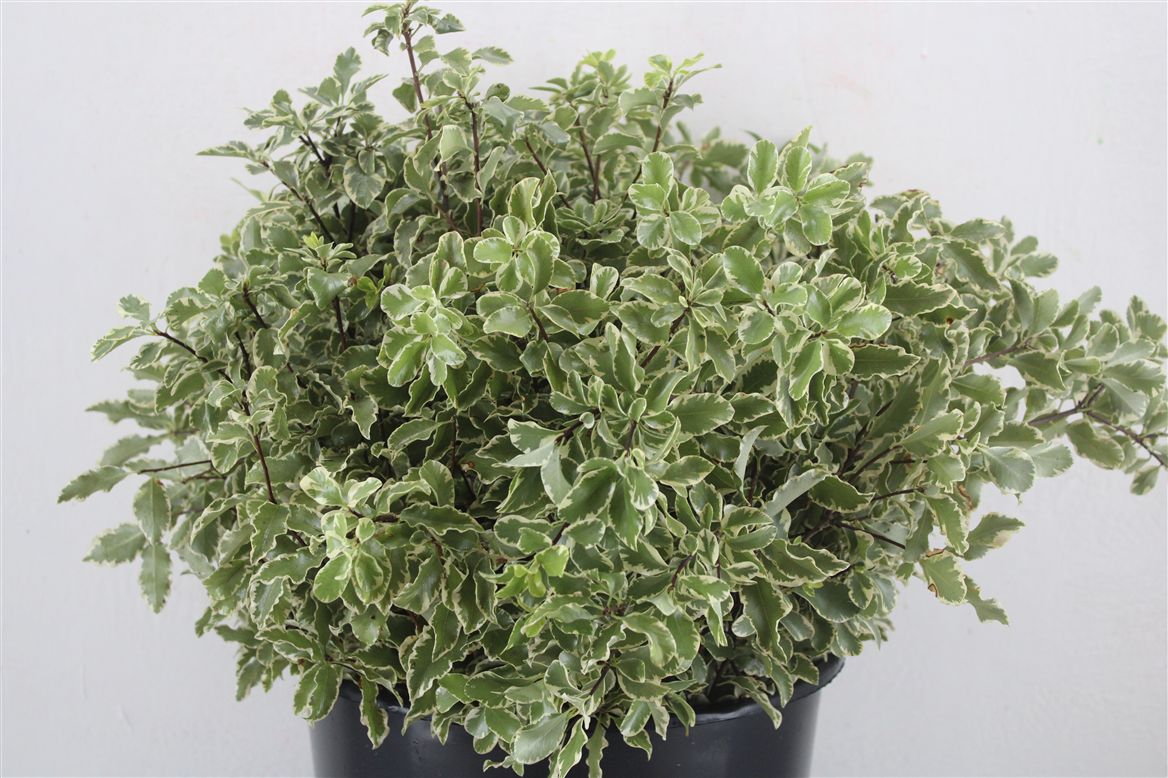 Pittosporum Per Bunch 45cm 150gram
