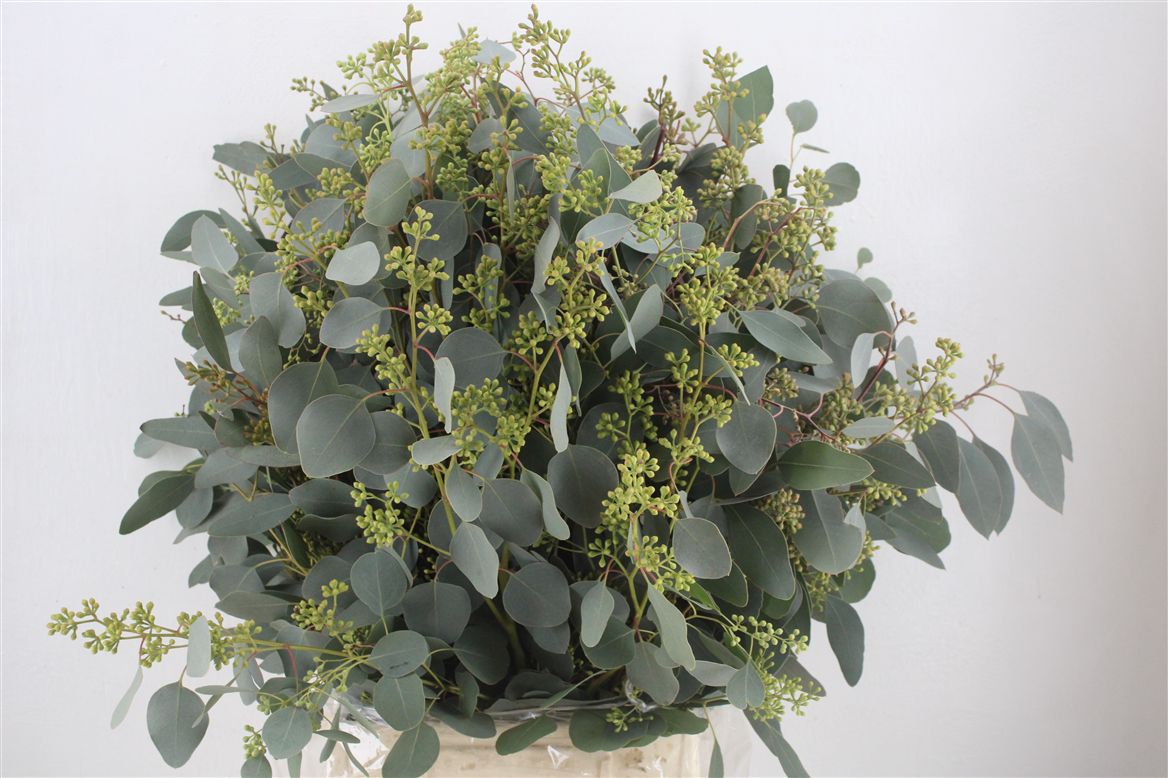 Eucalyptus Bnch Polyanthemos Fru 70cm 300gram