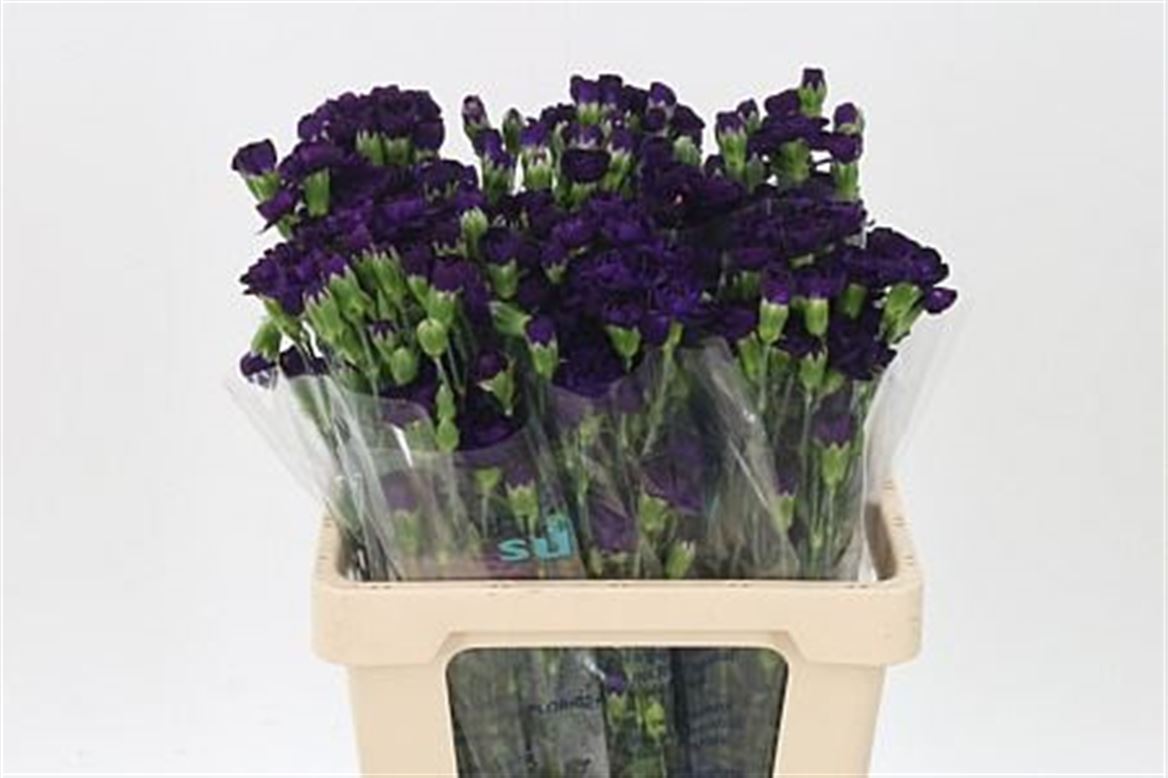 Dianthus Spray Florigene Moonvelvet 60cm