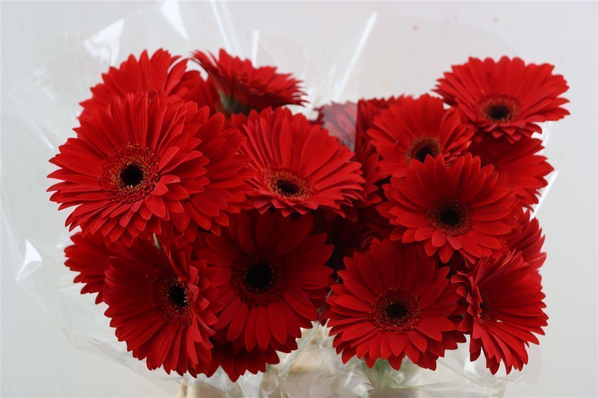 Gerbera Blinddate