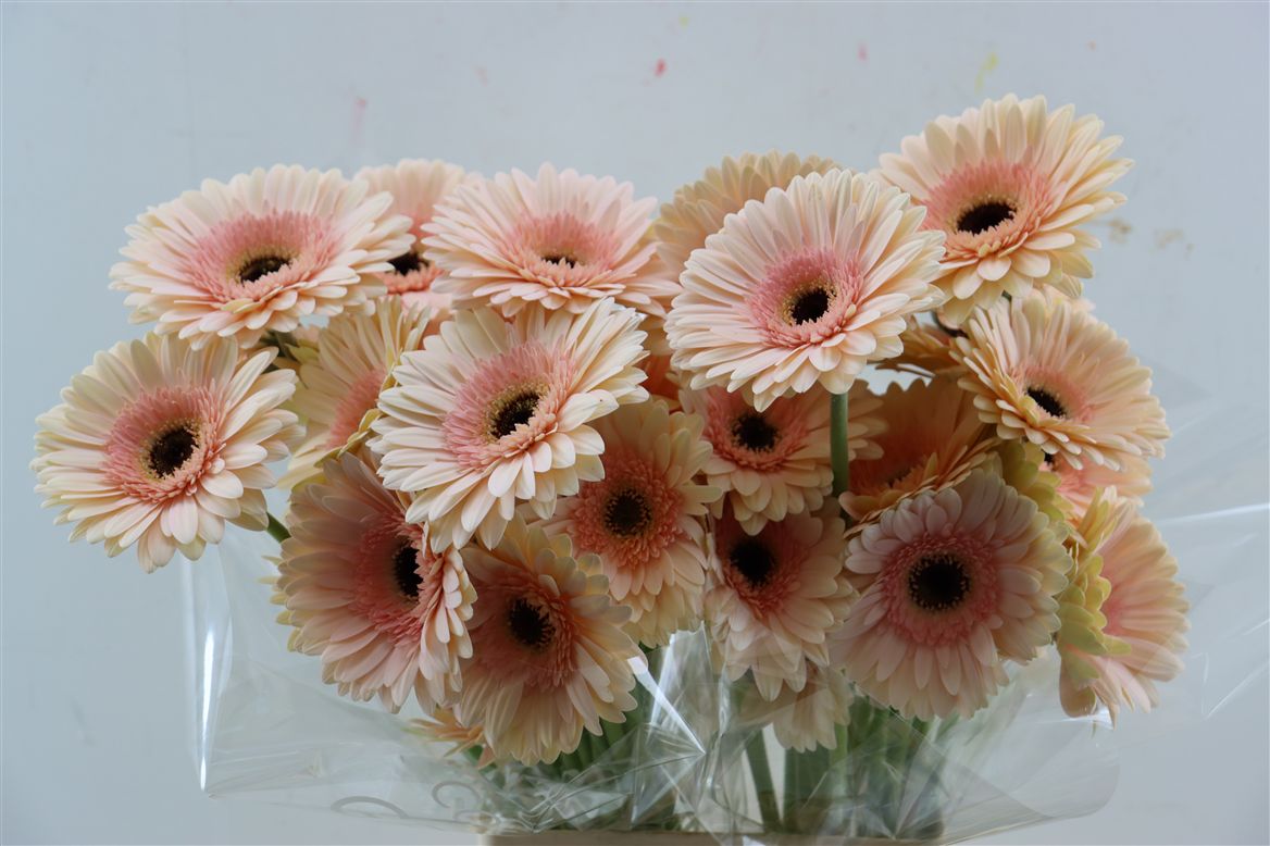 Gerbera Cafe Del Mar