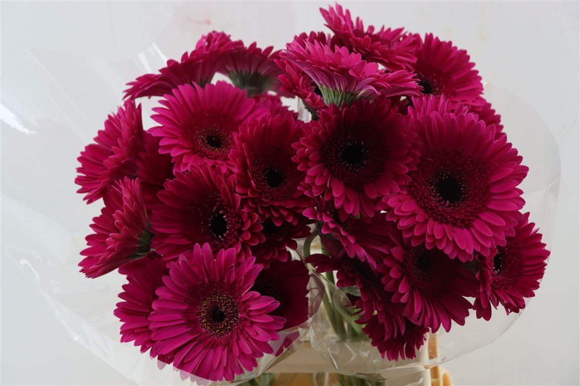 Gerbera Passoa
