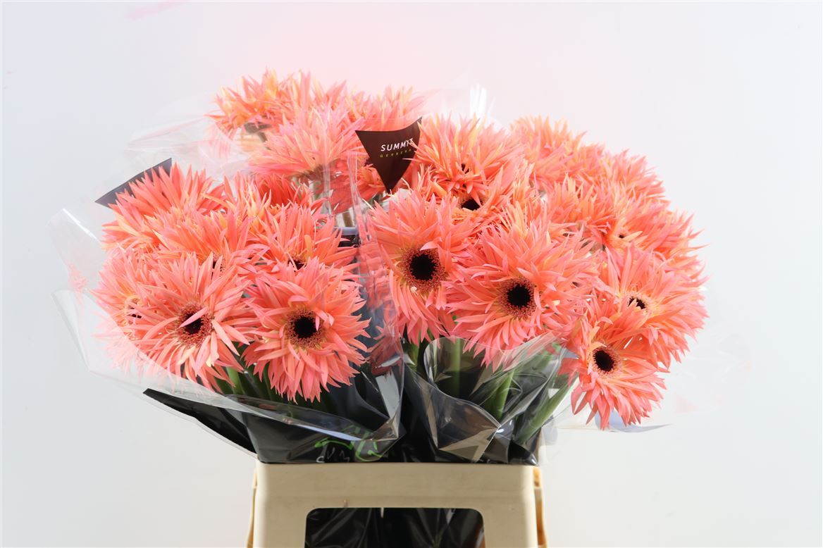 Gerbera Spider Sensini