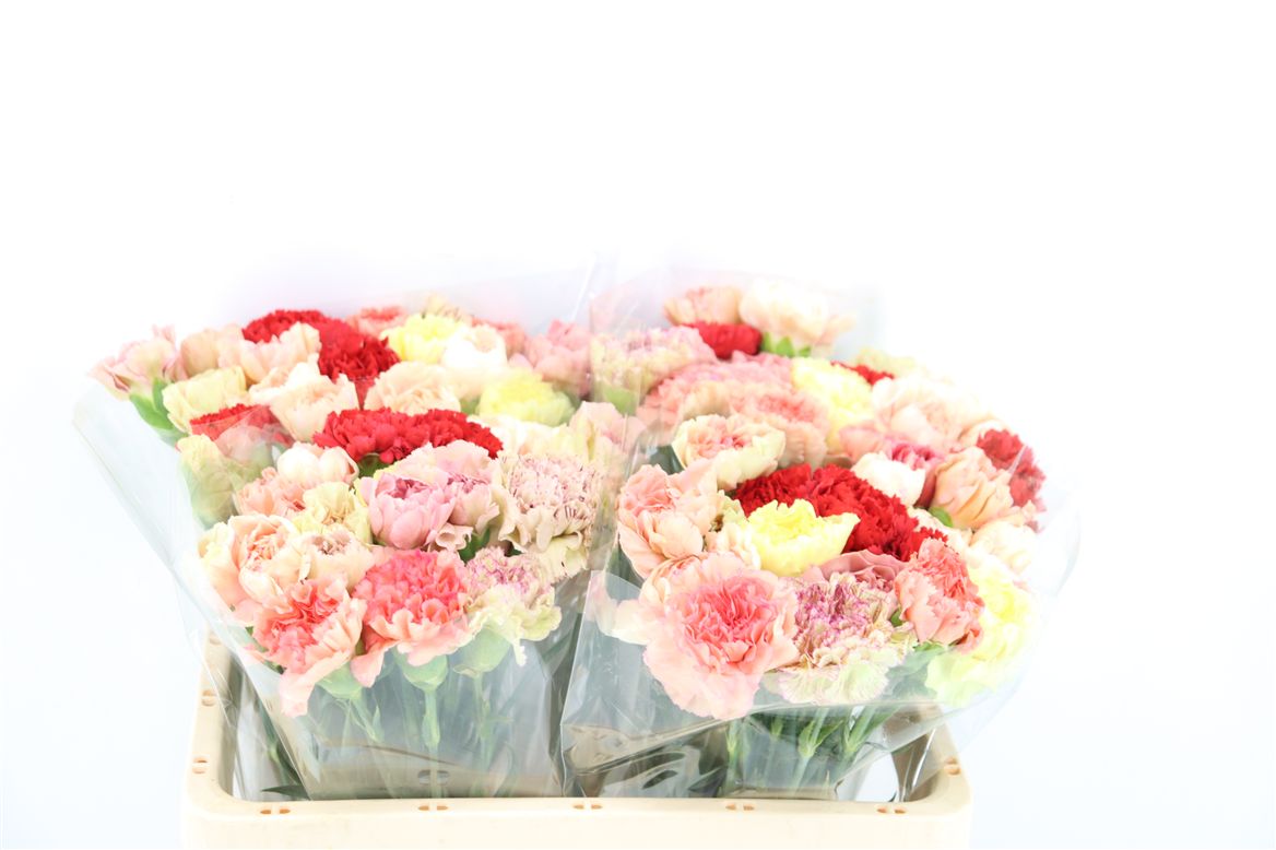 Dianthus Single Mix 60cm