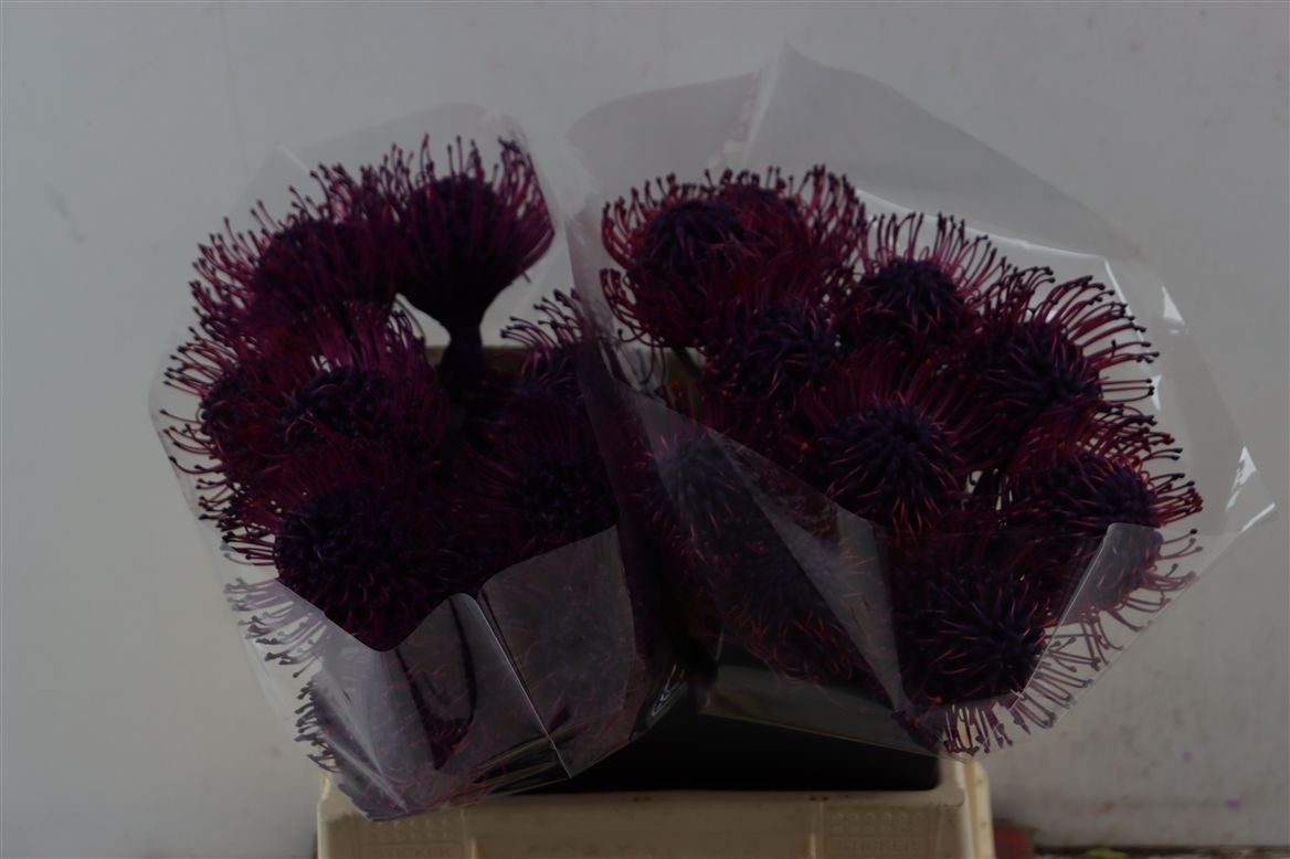 Leucospermum Naomi Painted 40cm