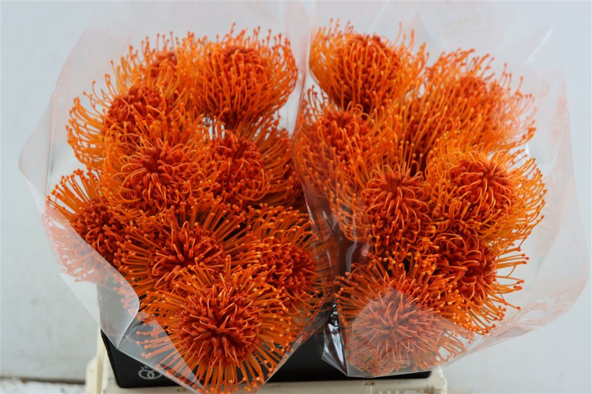 Leucospermum Naomi Painted 40cm
