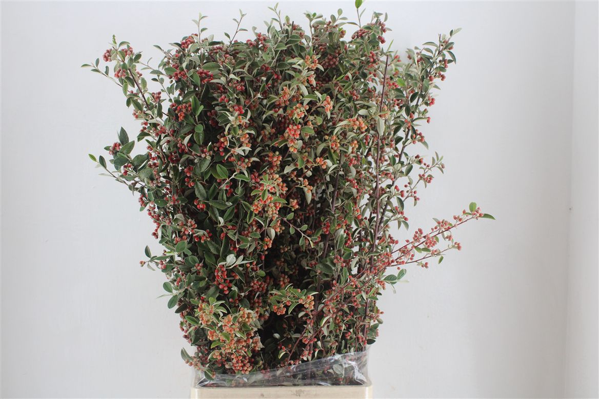 Chaenomeles Per Bunch 110cm 400gram