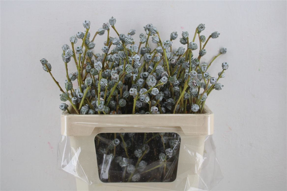 Sample Watering Can 50cm 300gram