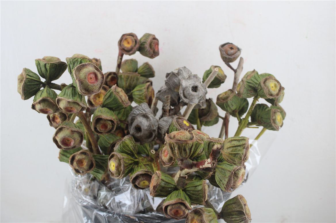Eucalyptus Leaves Bnch 60cm 1000gram
