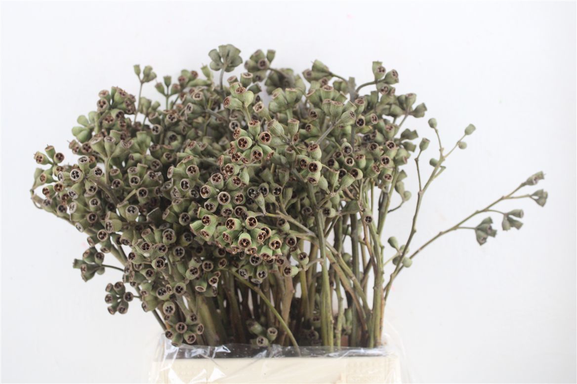 Eucalyptus Bnch Robusta 50cm 300gram