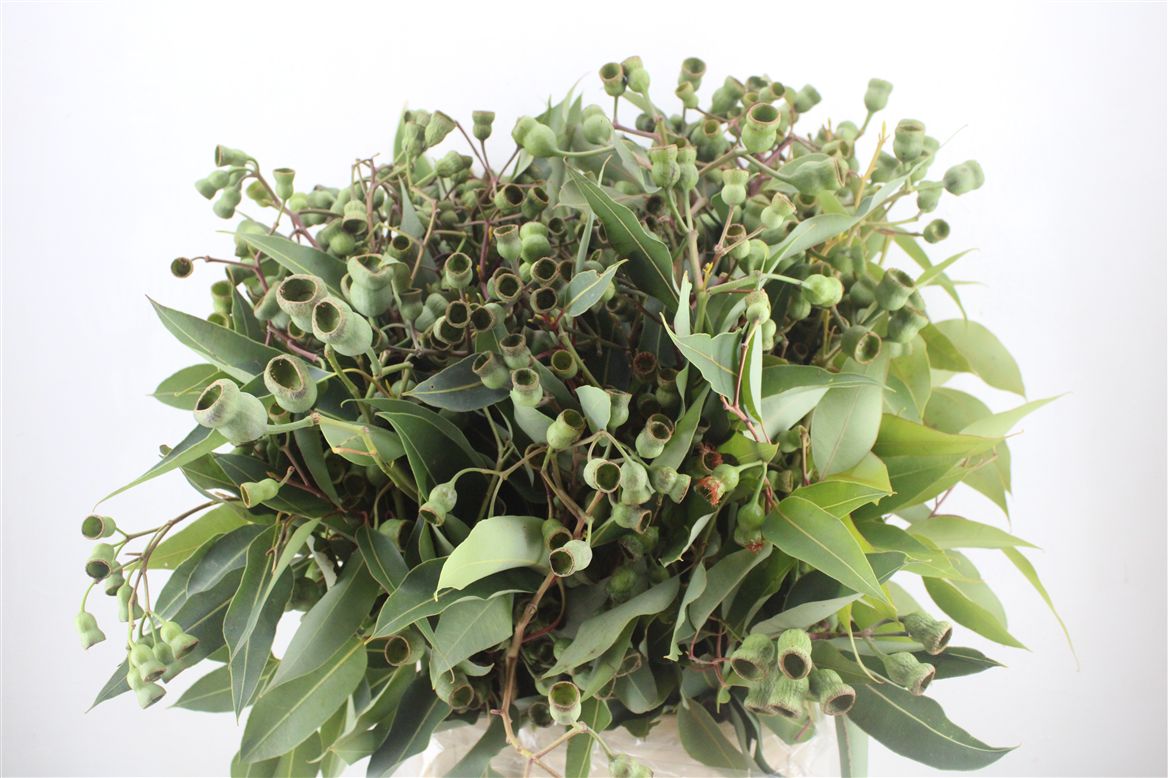 Eucalyptus Populus Berry Bunch 50cm 500gram