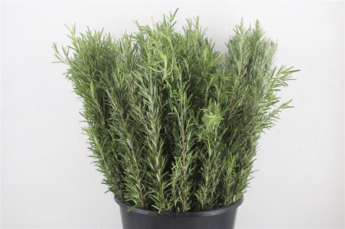 Rosemary Per Bunch 45cm 200gram