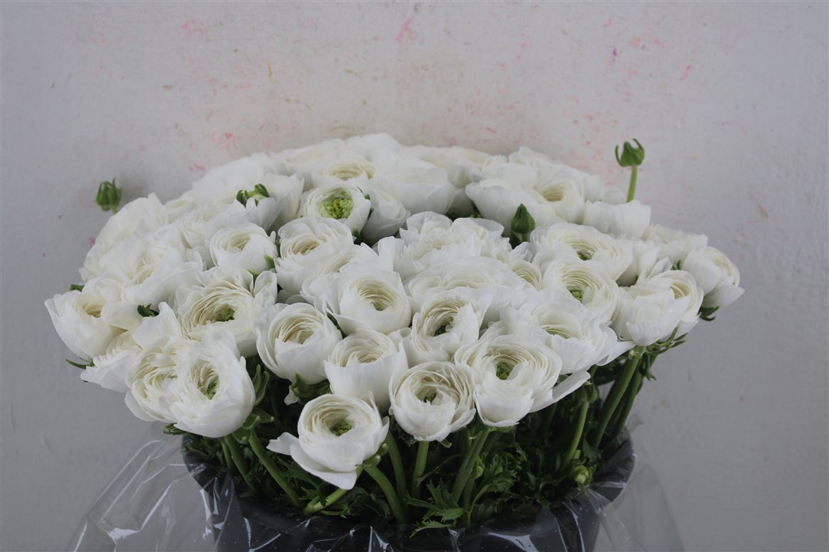 Ranunculus 40cm