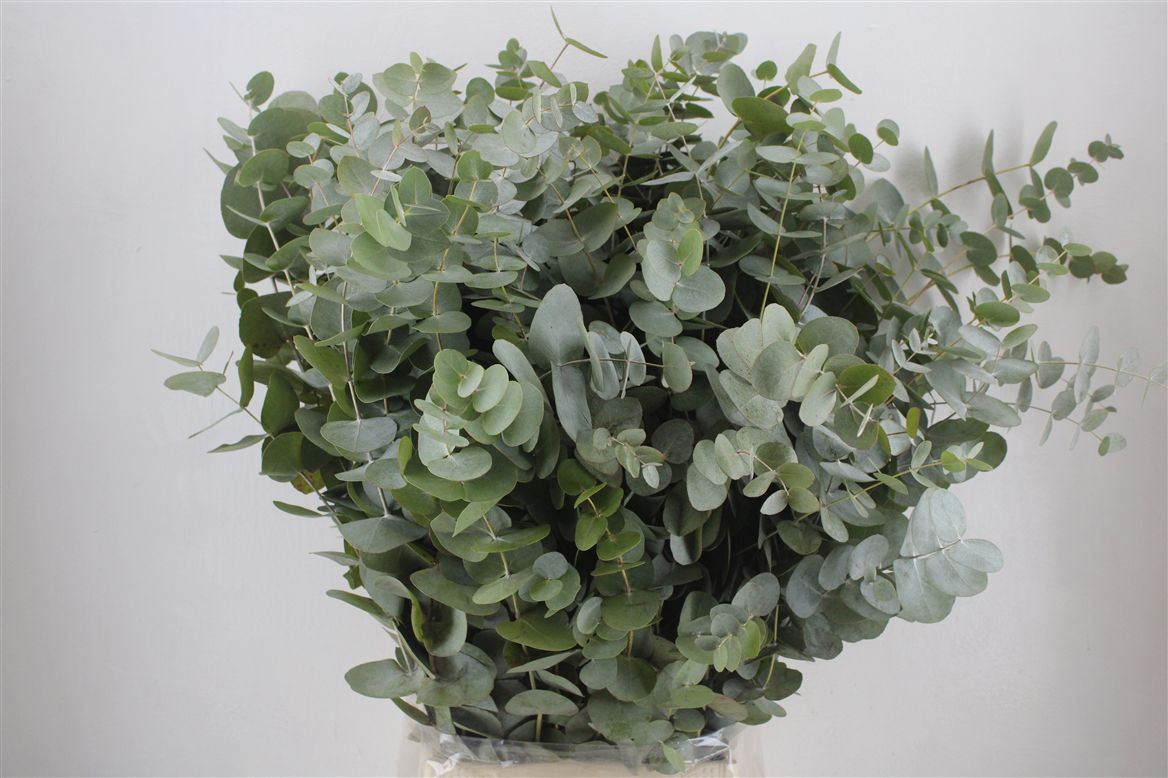 Eucalyptus Cinerea 70cm 300gram