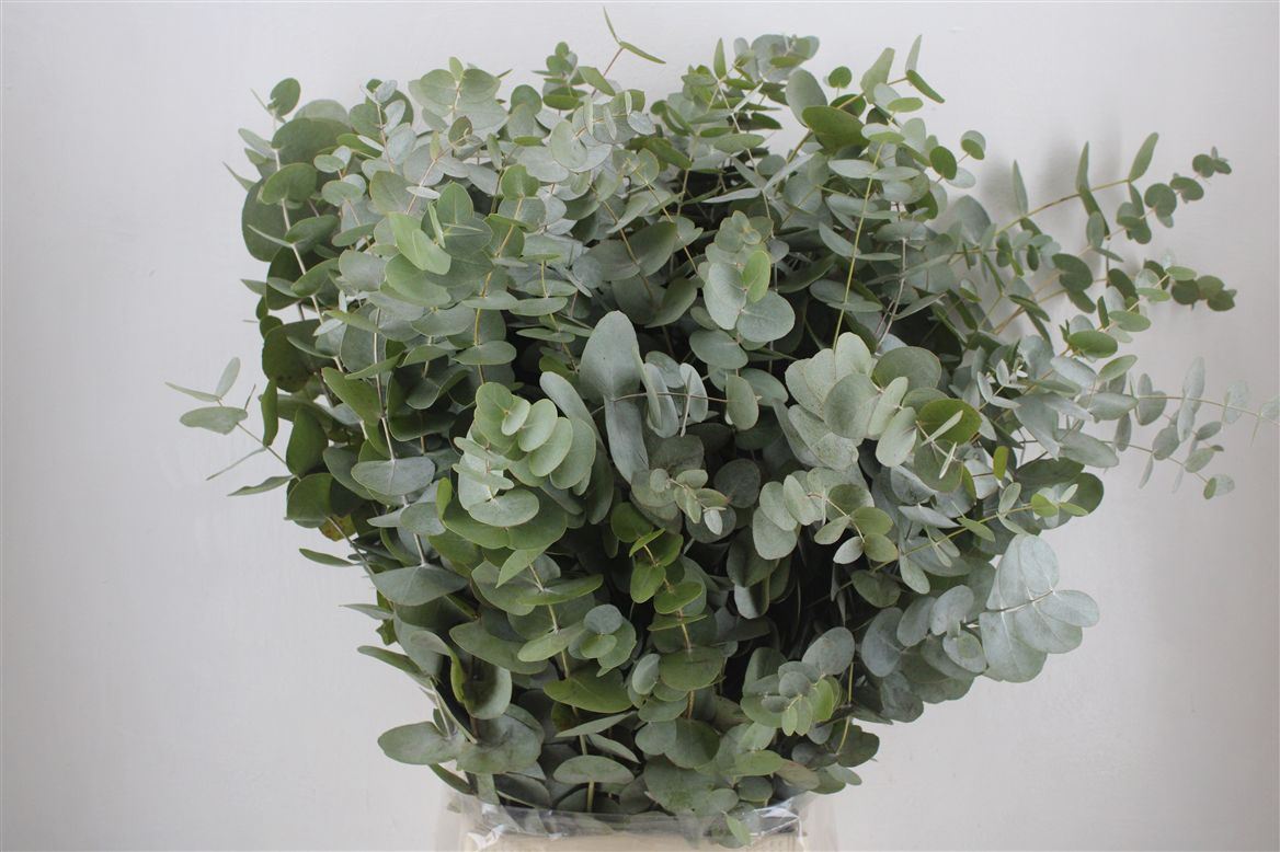 Eucalyptus Cinerea 70cm 300gram