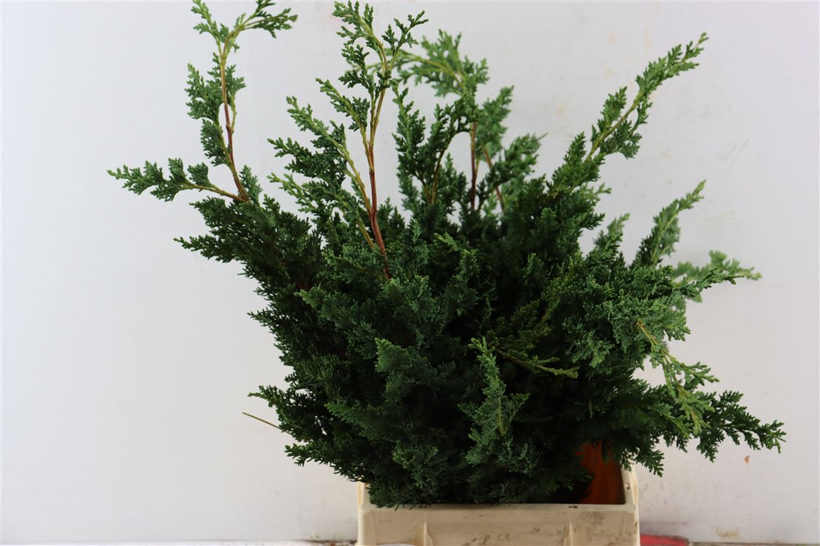 Chamaecyparis Wisseli Per Kg 60cm