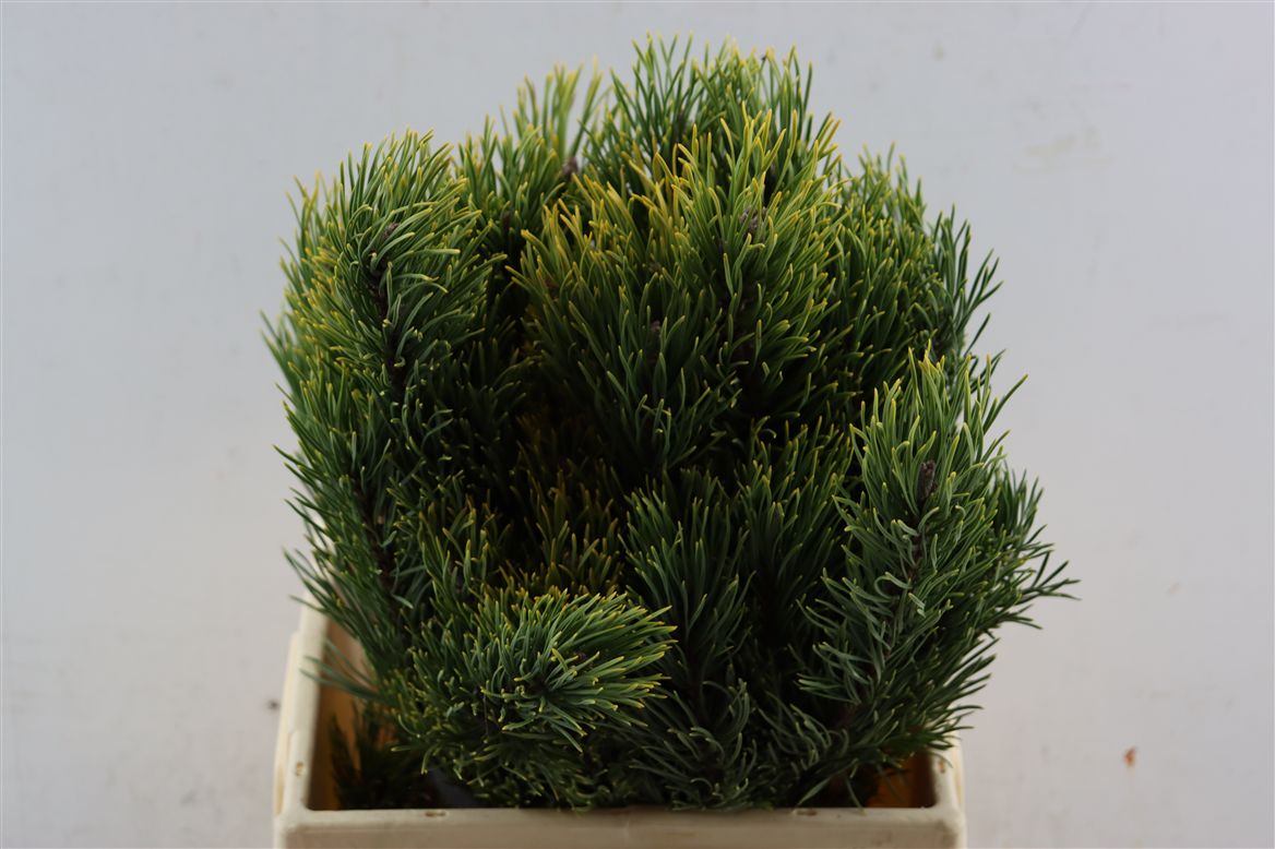 Pinus Mugo Mugo Kg 50cm 982gram