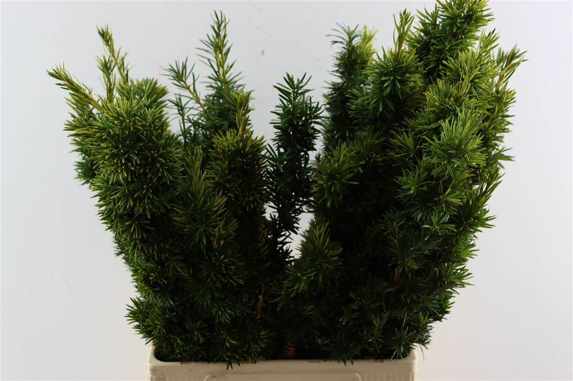Taxus B Fas Aurea