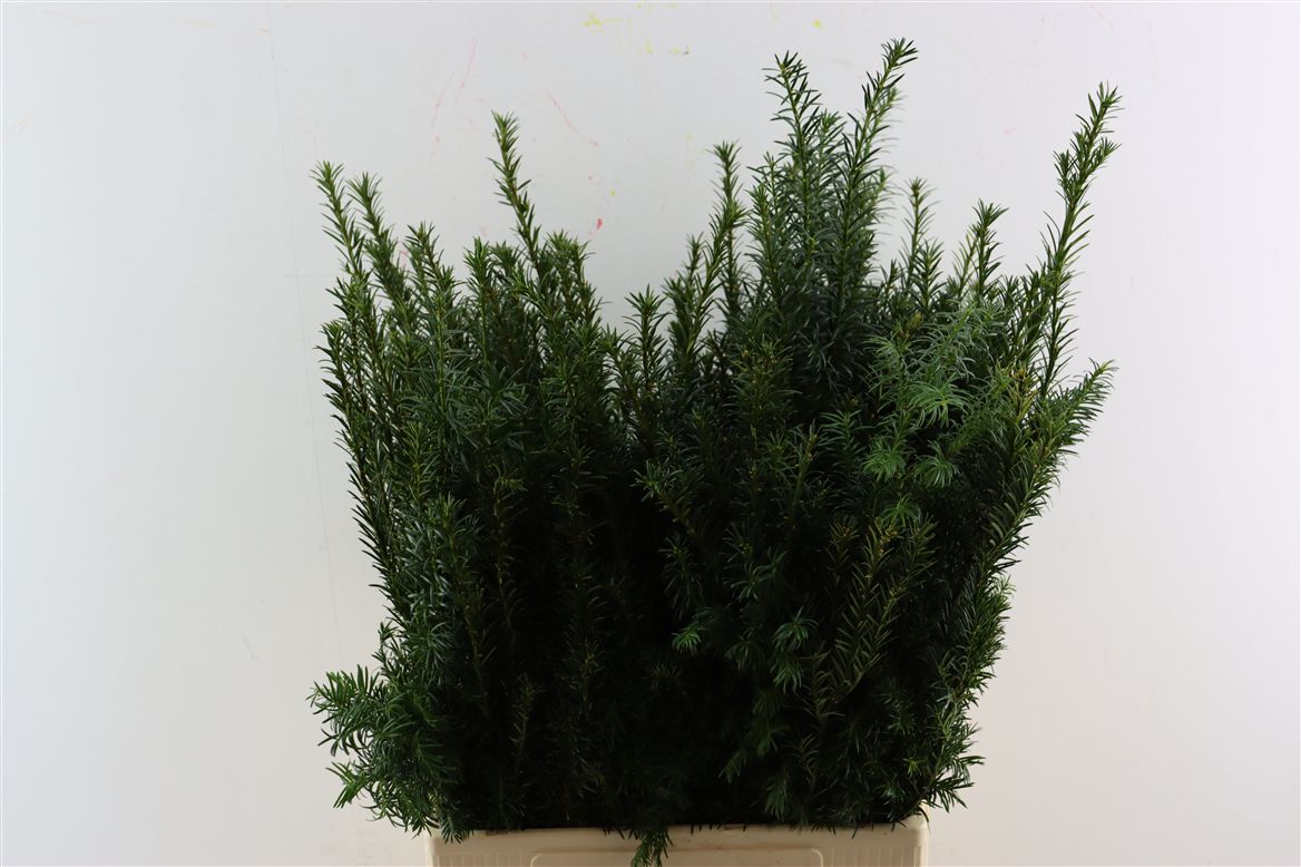Taxus B Fastigiata 80cm