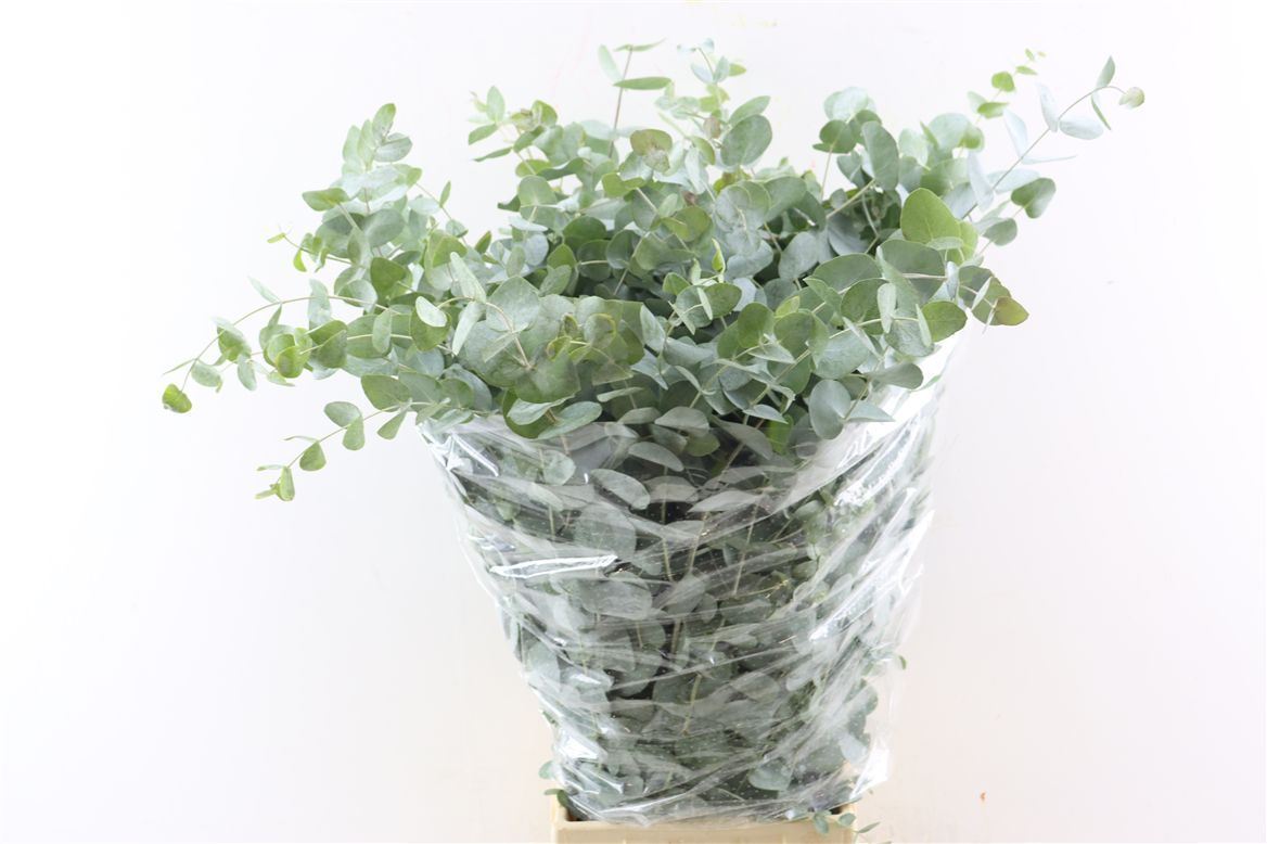 Eucalyptus Cinerea 70cm 200gram