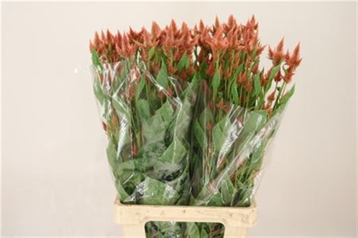 Celosia C Elway Salmon 80cm