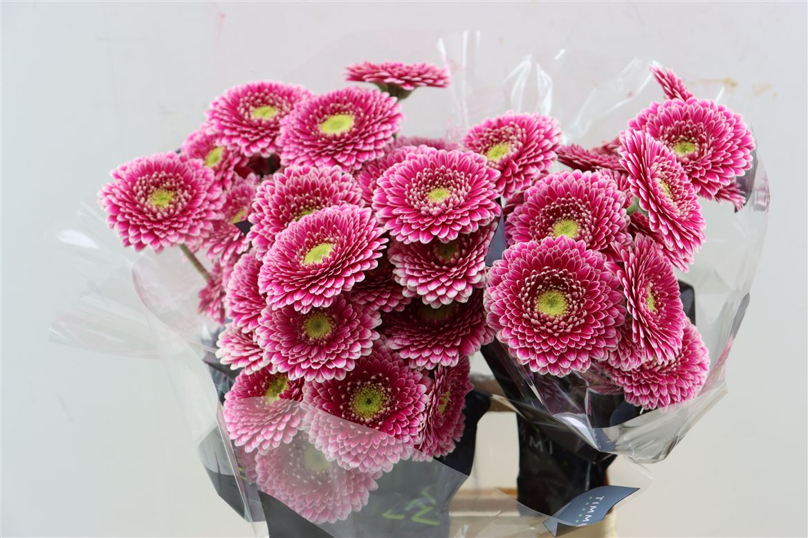 Gerbera Mini Hades+