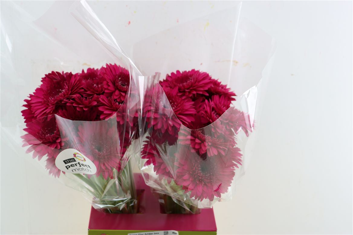 Gerbera Martini