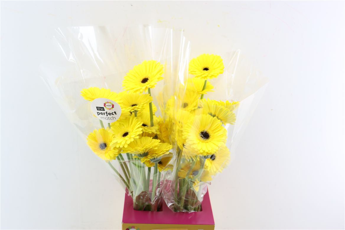 Gerbera Don Leo