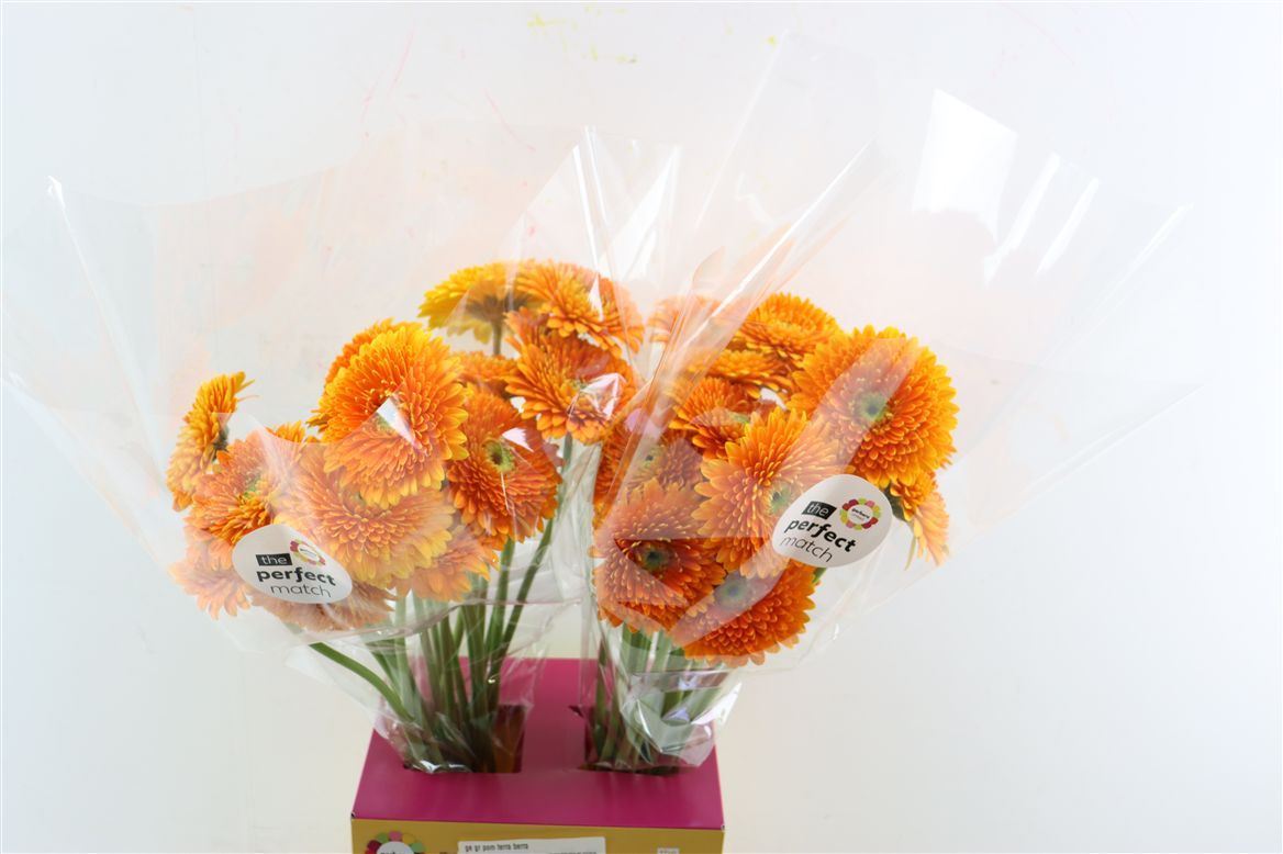 Gerbera Gb Berra+