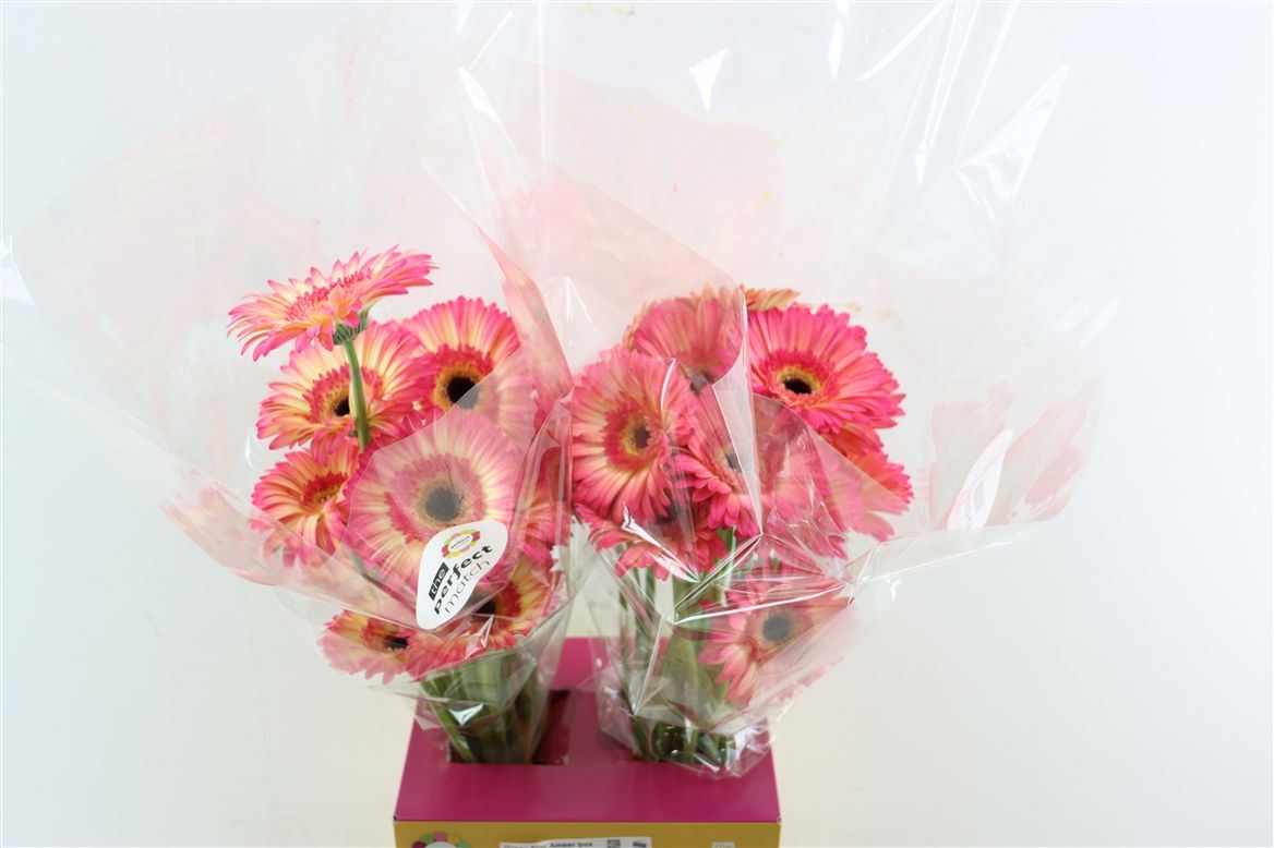 Gerbera Hippie Chic