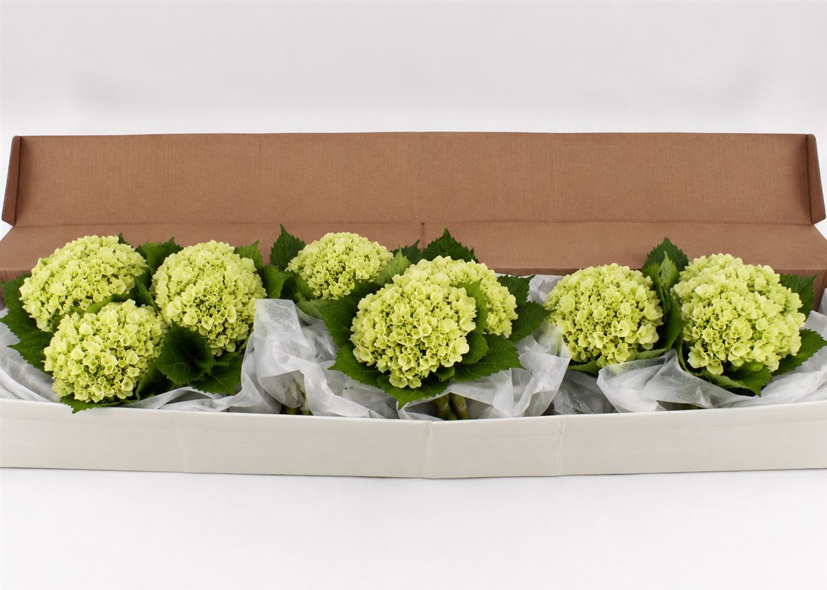 Hydrangea Lima 45cm 16Ø