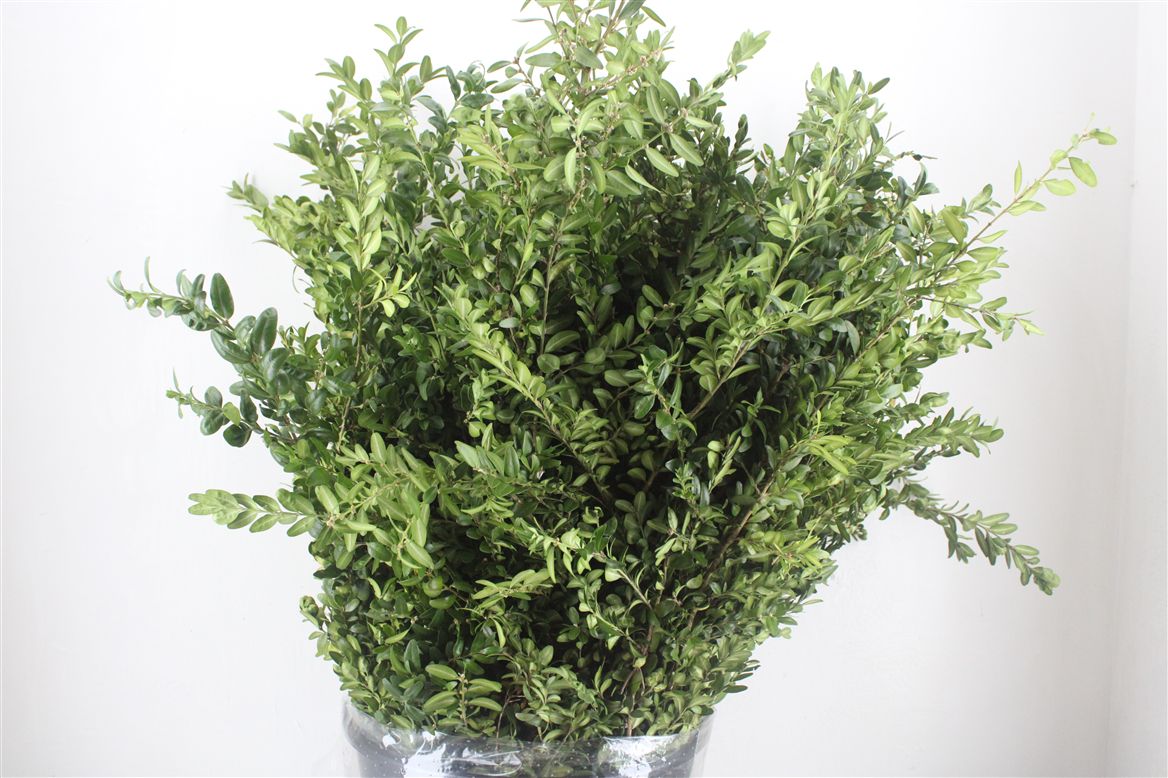 Buxus Per Bunch 60cm 400gram