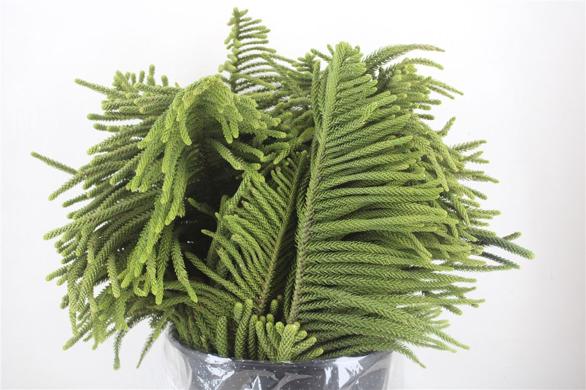 Araucaria Araucana 70Ø 500cm