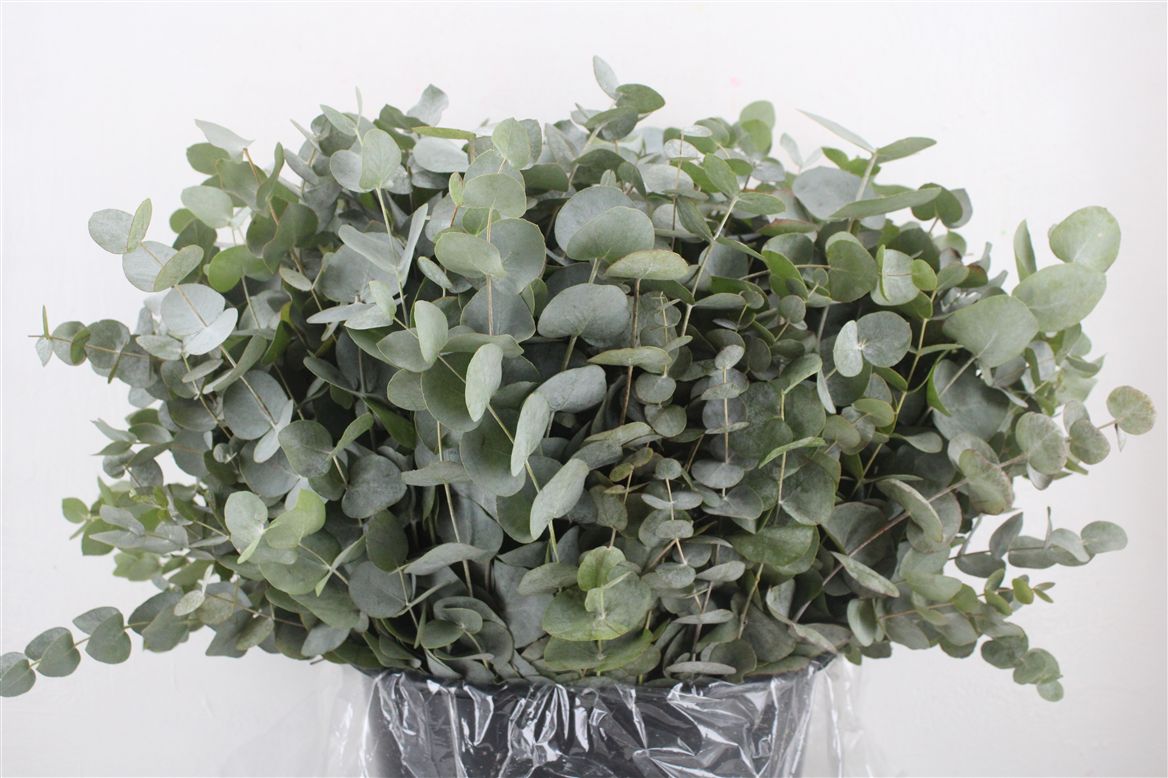 Eucalyptus Cinerea 45cm 300gram