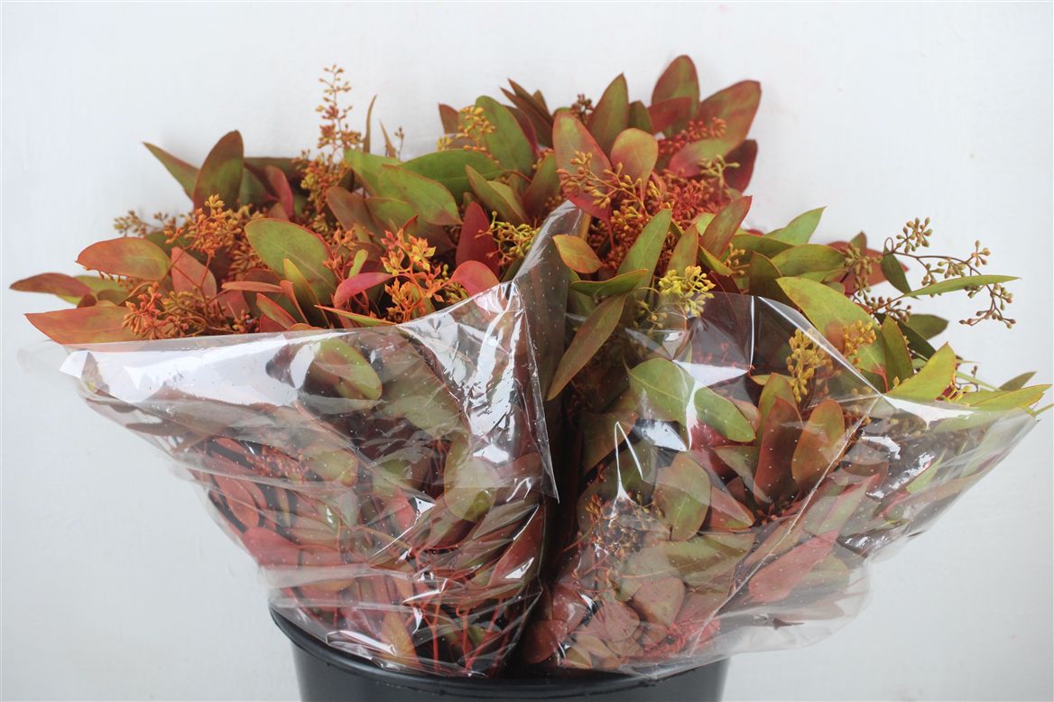 Eucalyptus Populus 45cm 150gram