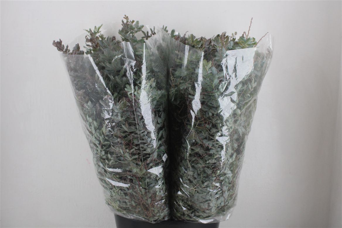 Acacia (MIMOSA) Pb 60cm 200gram