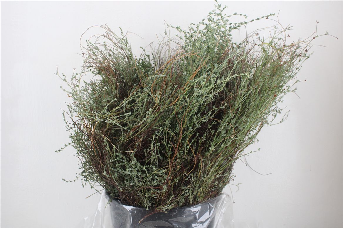 Thymus Capitatus Bs 70cm 250gram