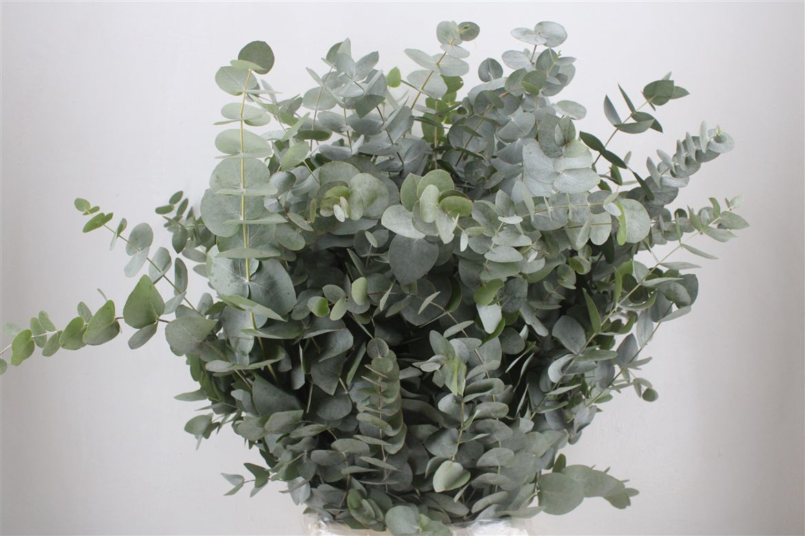 Eucalyptus Cinerea 70cm 300gram
