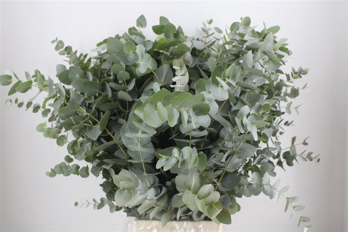Eucalyptus Cinerea 70cm 300gram