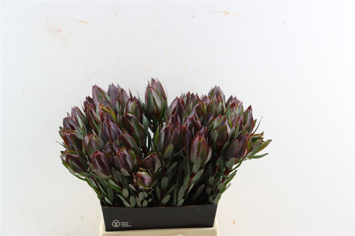 Leucadendron Safari Sunset 50cm
