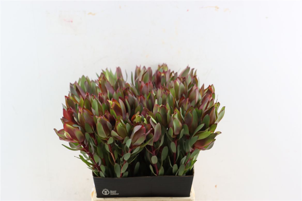 Leucadendron Safari Sunset 50cm