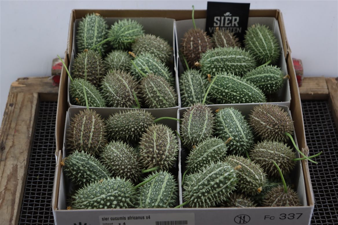 Cucumis Hirsutus