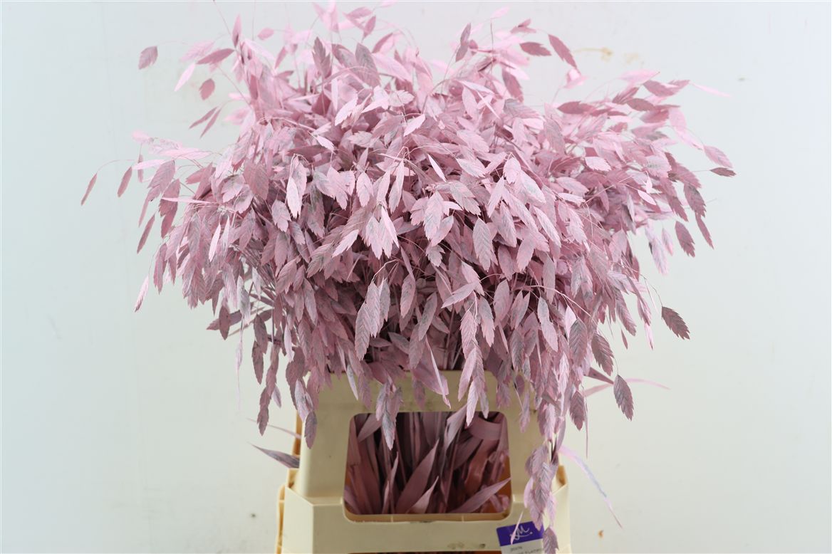 Painted Greenery Per Bunch 70cm